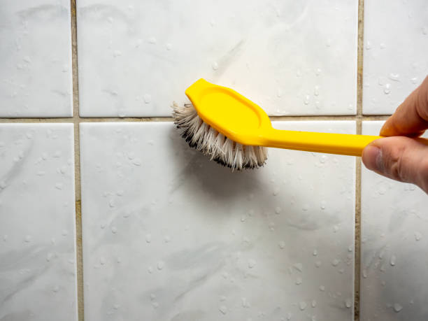 Trusted Edgewood, IN Mold Remediation Experts