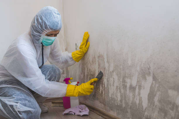 Best Crawl Space Mold Remediation in Edgewood, IN