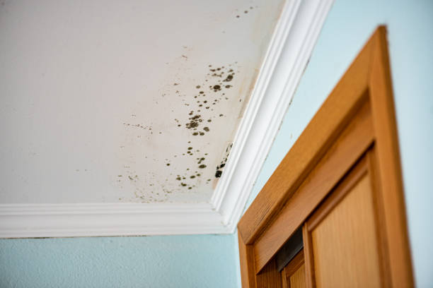 Best Commercial Mold Remediation in Edgewood, IN