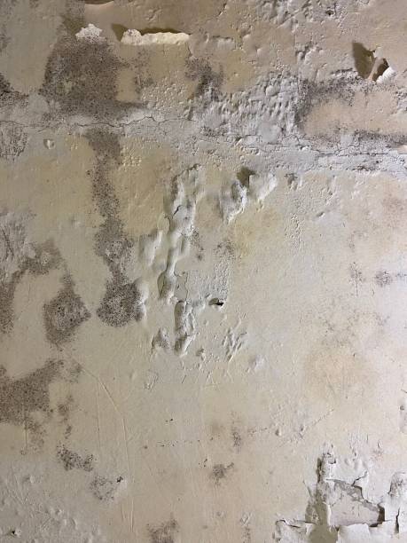 Best Post-Flood Mold Remediation in Edgewood, IN